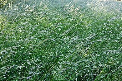 《燕云十六声》手机版将上线 牺牲画面换便携体验